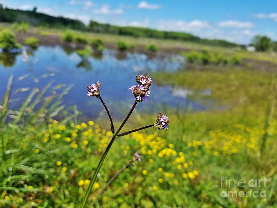 Vervain in the Wetlands Photograph by Maria Urso