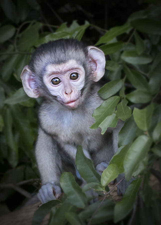 Nature Photograph - Vervet Monkey Baby Lake St Lucia by Ronel BRODERICK