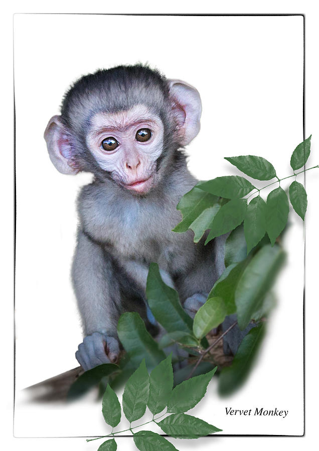 Vervet Monkey Baby on white background Photograph by Ronel BRODERICK - Fine  Art America