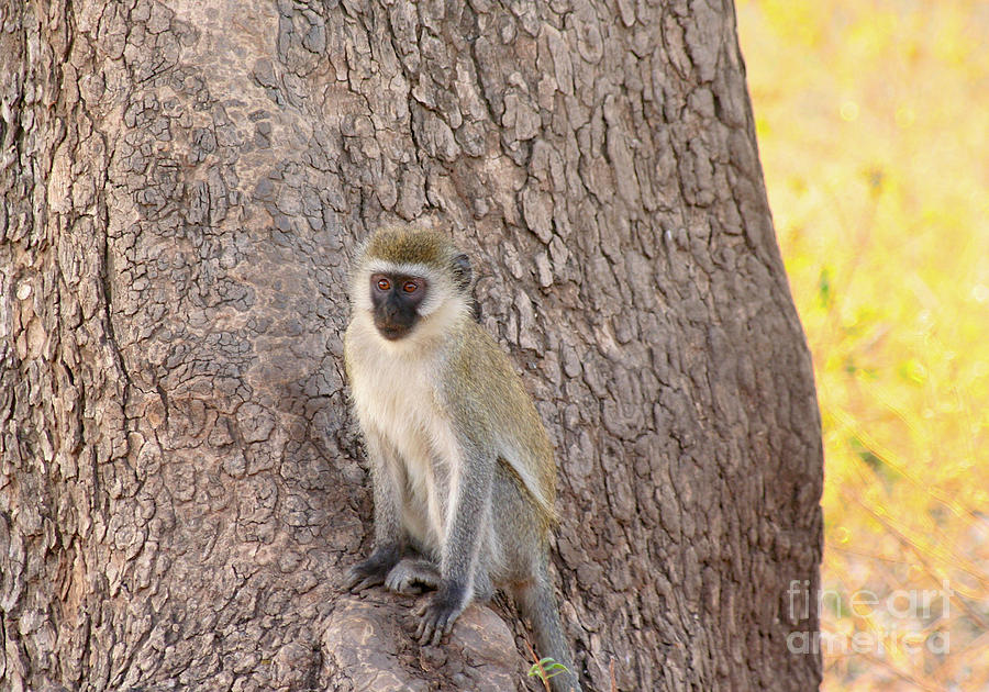 Vervet Monkey Photograph by Bruce Block