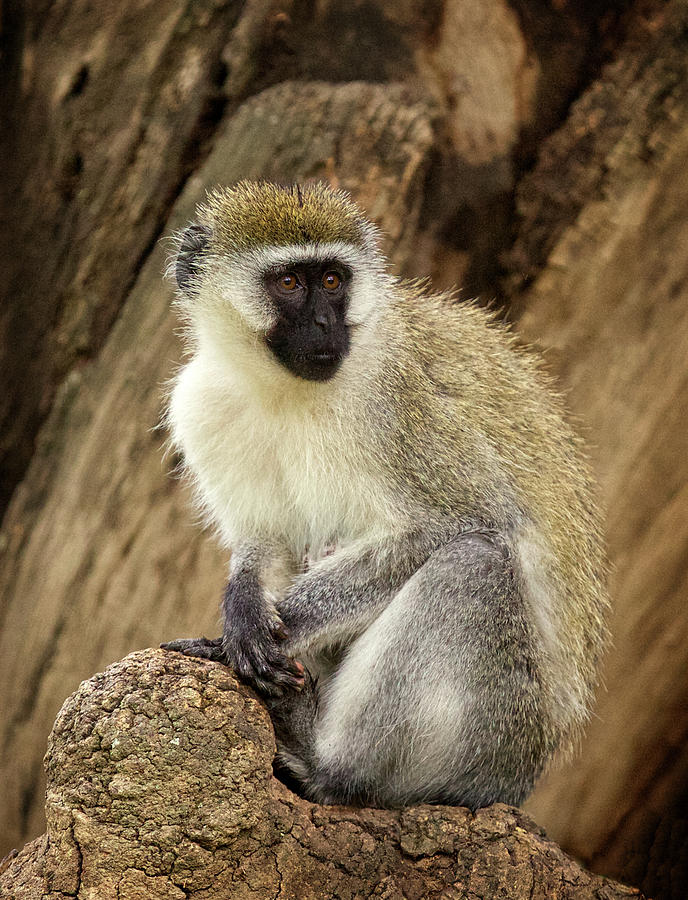 Vervet Monkey in Kenya Photograph by Steven Upton