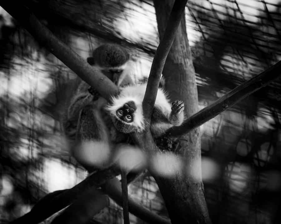Vervet Monkey Photograph by Jason Moynihan
