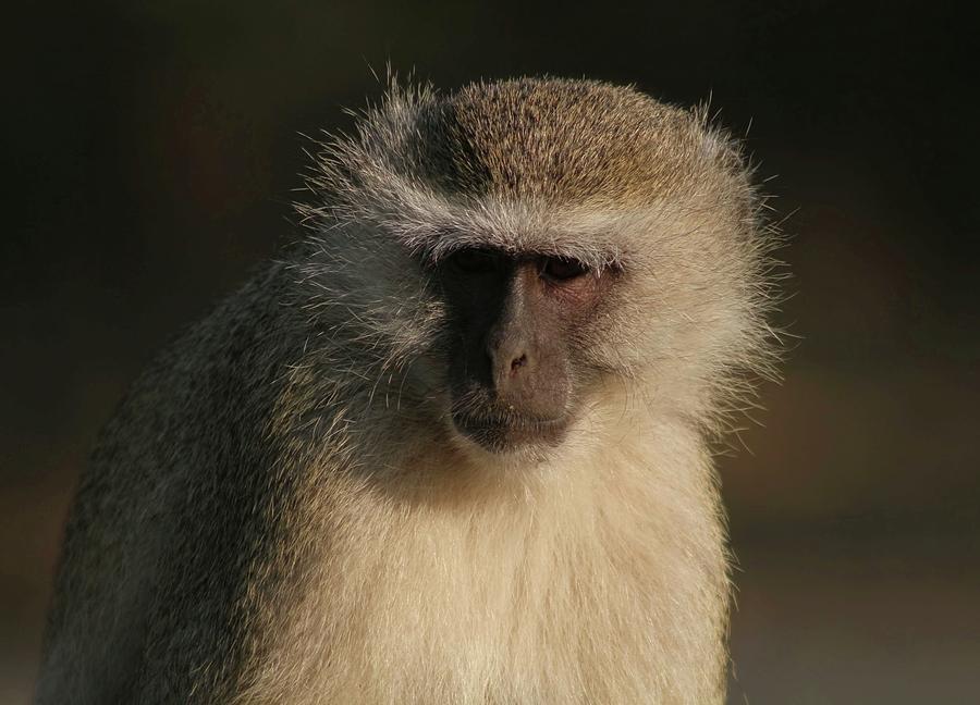 Vervet Monkey Photograph by Jennifer Wheatley Wolf