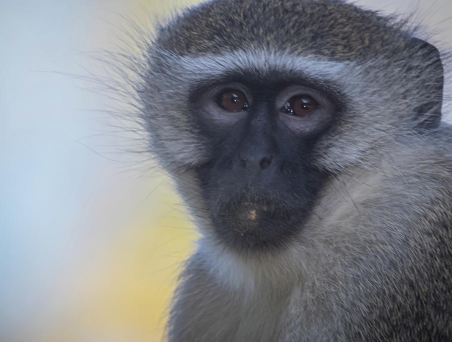 Vervet Monkey Photograph by Lee Alloway
