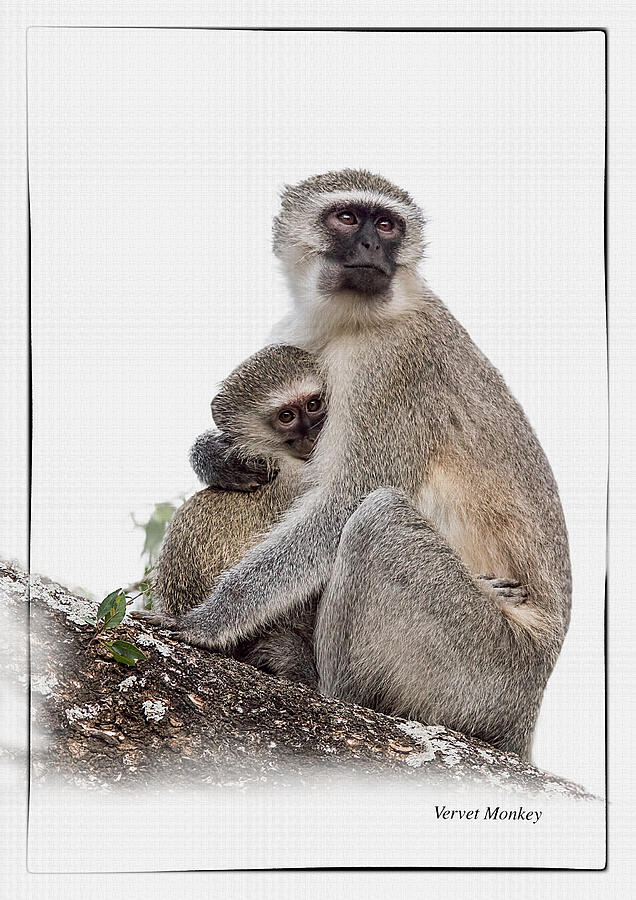Vervet Monkey Mother And Baby On White Photograph