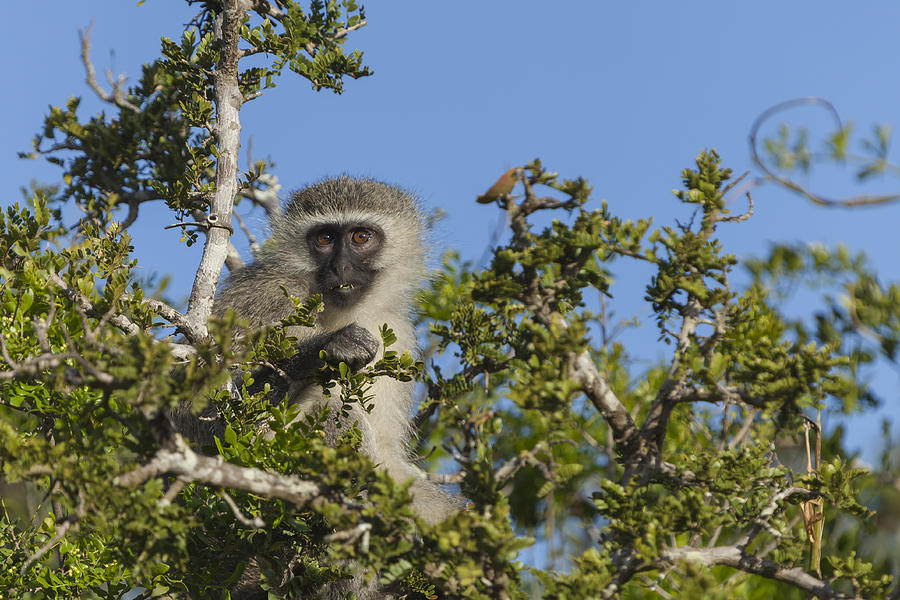 Vervet Monkey perched in a treetop Photograph by David Watkins