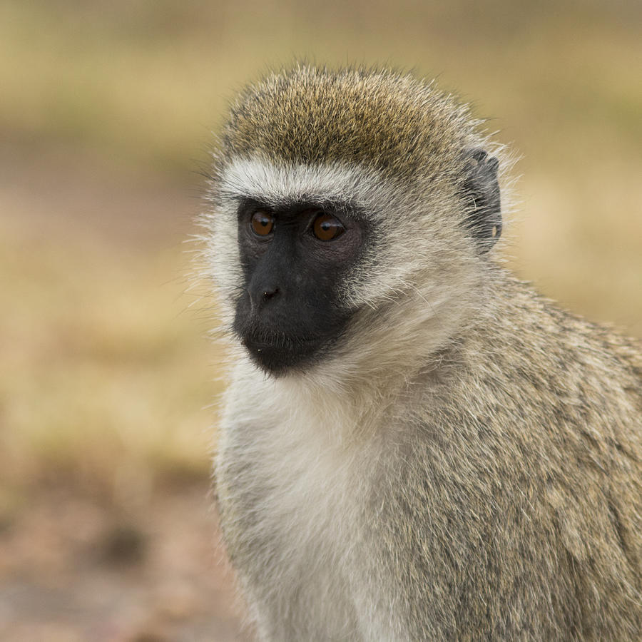 Vervet Monkey Photograph by Ramabhadran Thirupattur