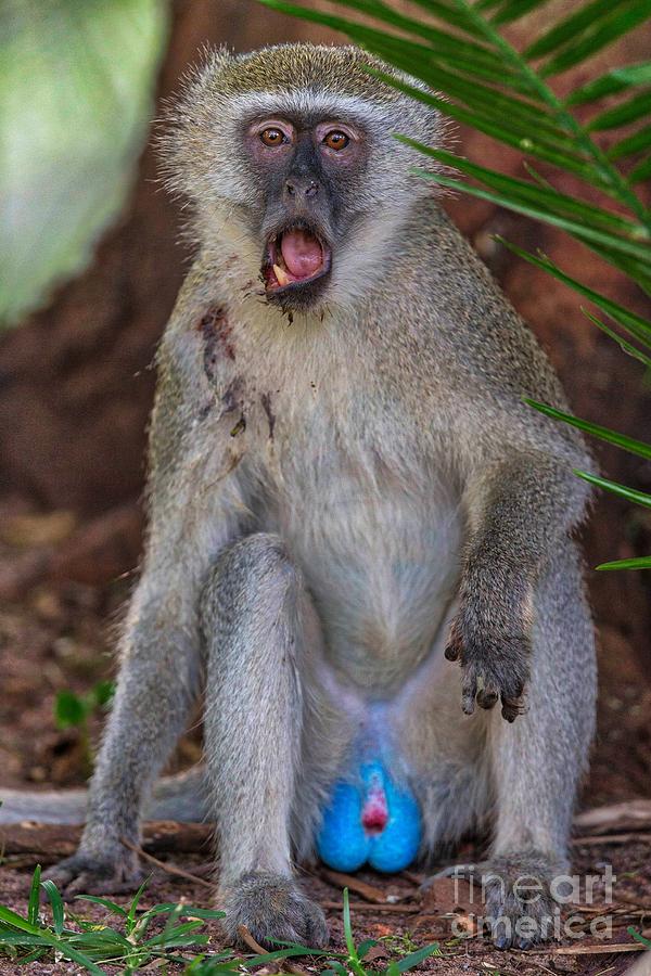 Nature Photograph - Vervet Monkey by Rob Daugherty