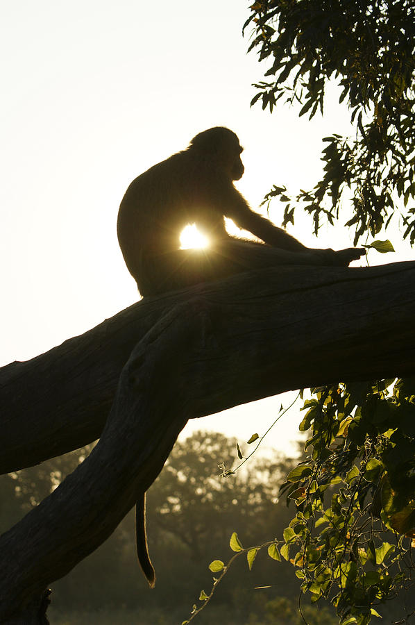 Vervet Monkey Stretch Photograph by Brian Kamprath