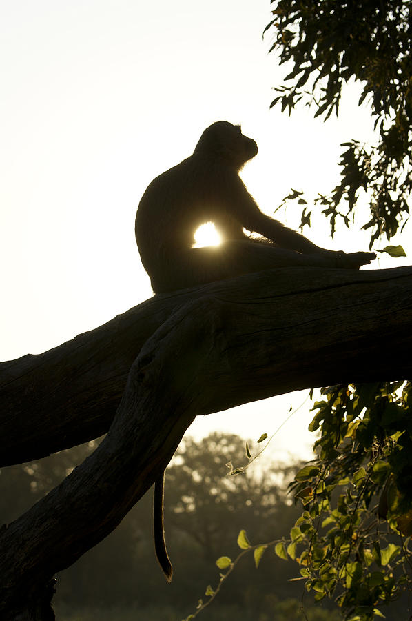 Vervet Monkey Yoga Photograph by Brian Kamprath | Pixels