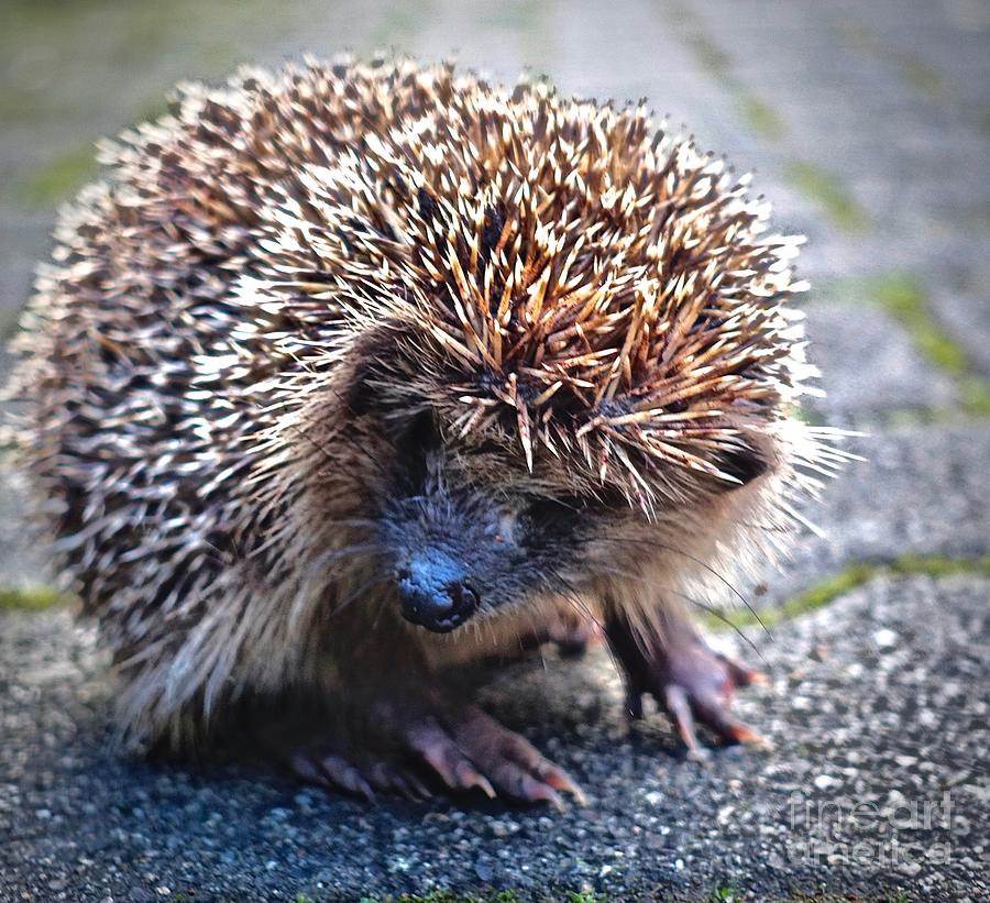 Very Angry Hedgehog Photograph by Elisabeth Derichs
