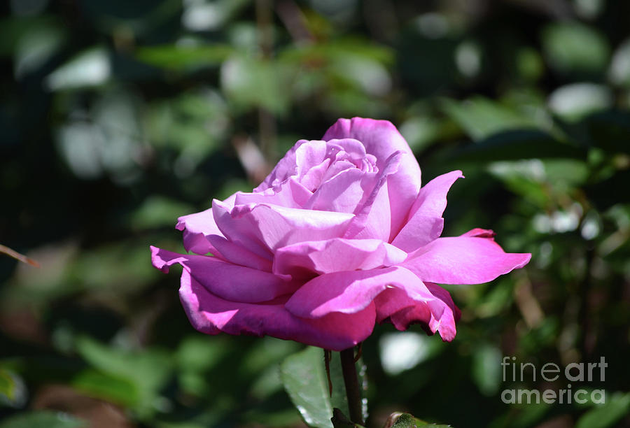 Very Beautiful Pink Rose Blossom in a Garden Photograph by DejaVu Designs
