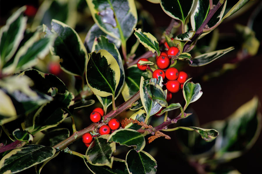 Very Berry Jolly Holly Christmas Photograph by Tikvahs Hope