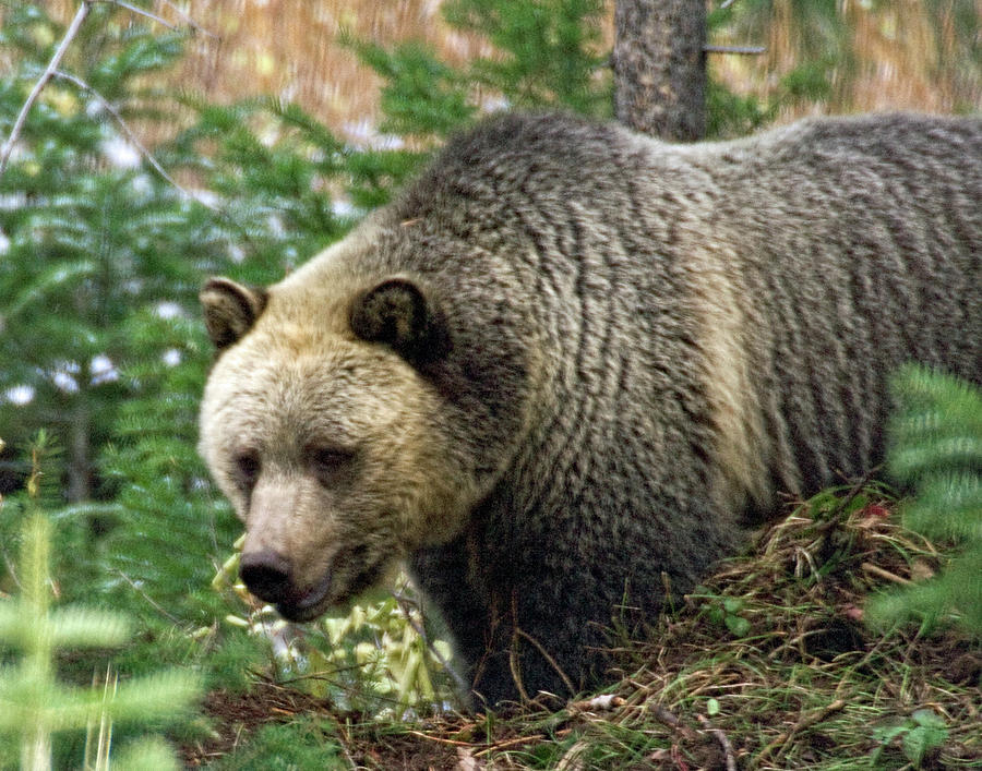 Very Big Bear Photograph by Bill Clements - Fine Art America