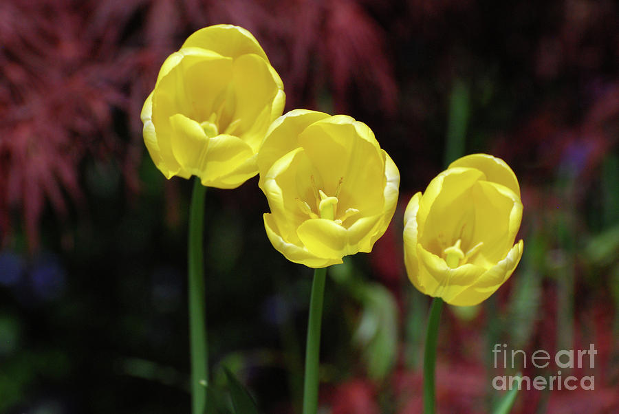 Very Blooming and Flowering Trio of Yellow Tulips Photograph by DejaVu Designs