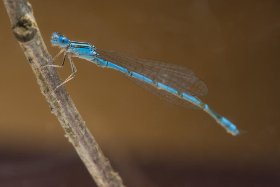 Snake Photograph - Very Blue Damsal Fly by Douglas Barnett