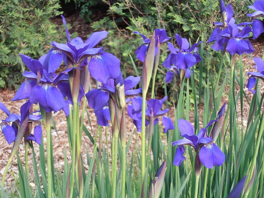 Very Blue Japanese Iris Photograph by Tim Donovan