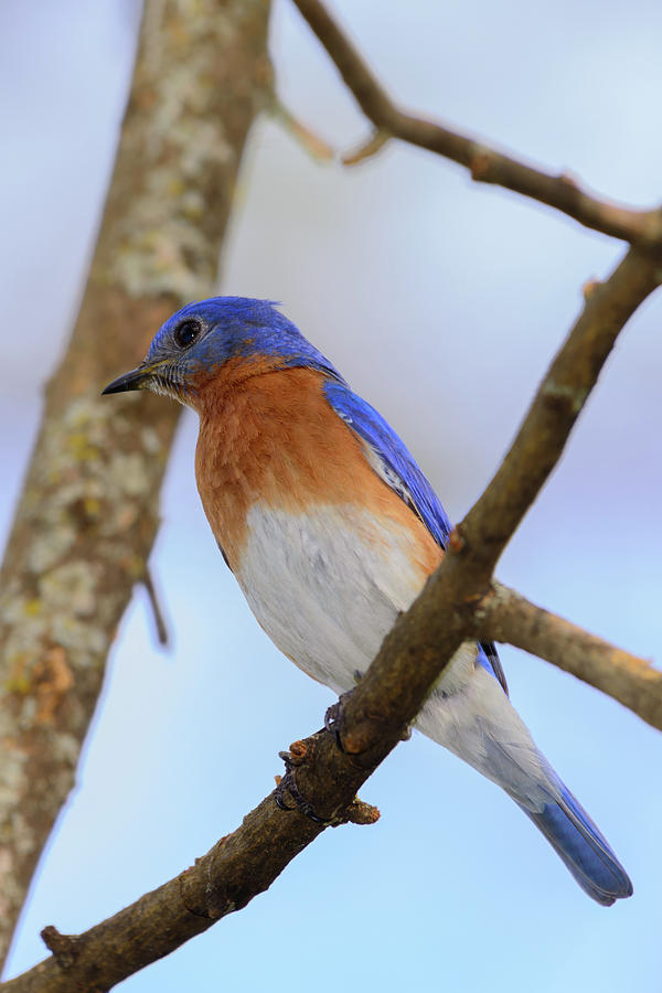 Very Bright Young Eastern Bluebird Perched on a branch Colorful ...