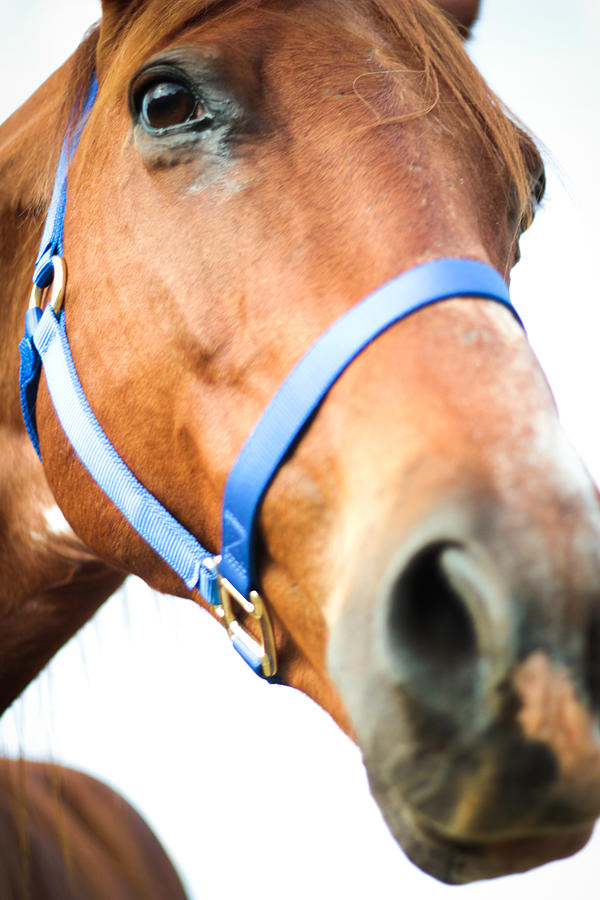 Very Close Up Photograph of a Horse Photograph by Kelly Hazel