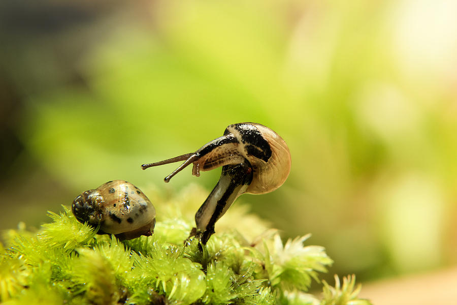 Wildlife Photograph - Very cute little snails by Heru Nurjati