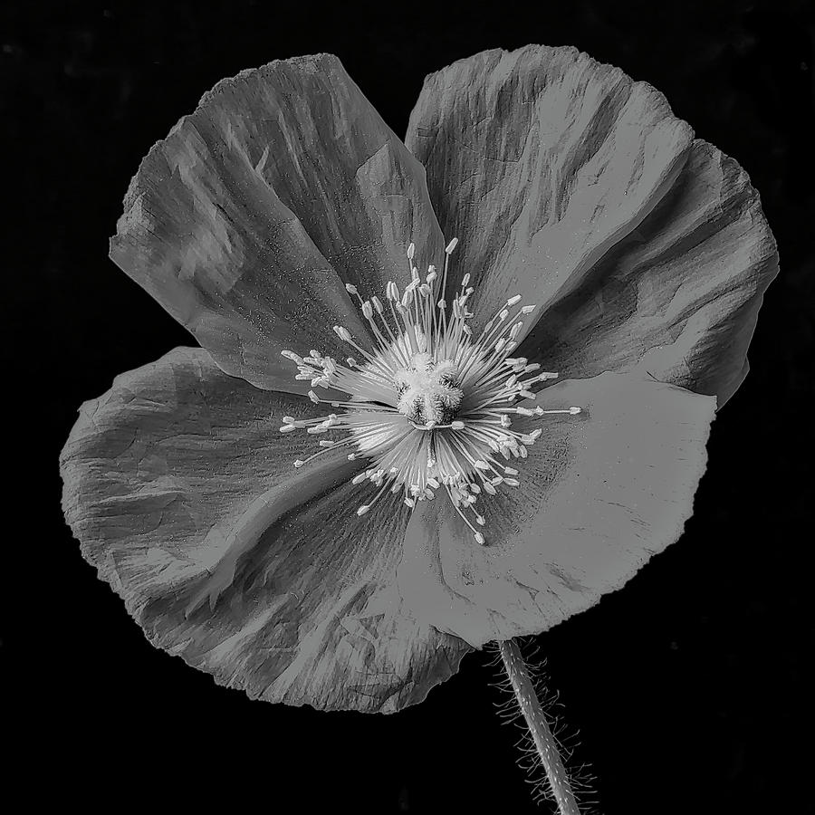 Very Dark Poppy In Black And White Photograph by Garry Gay