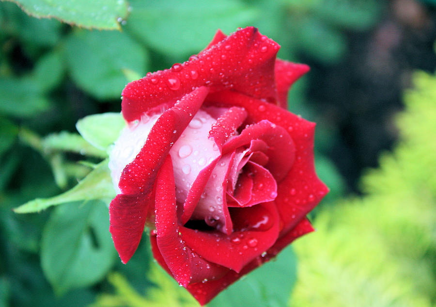 Very Dewy Rose Photograph by Kristin Elmquist