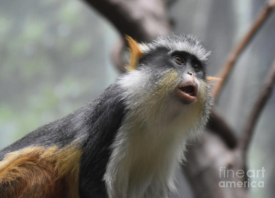 Very Expressive Face of Wolfs Guenon Monkey Photograph by DejaVu Designs