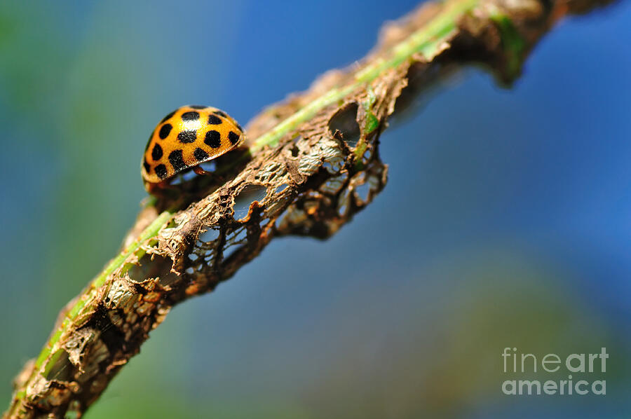 Pattern Photograph - Very Hungry Ladybird by Kaye Menner