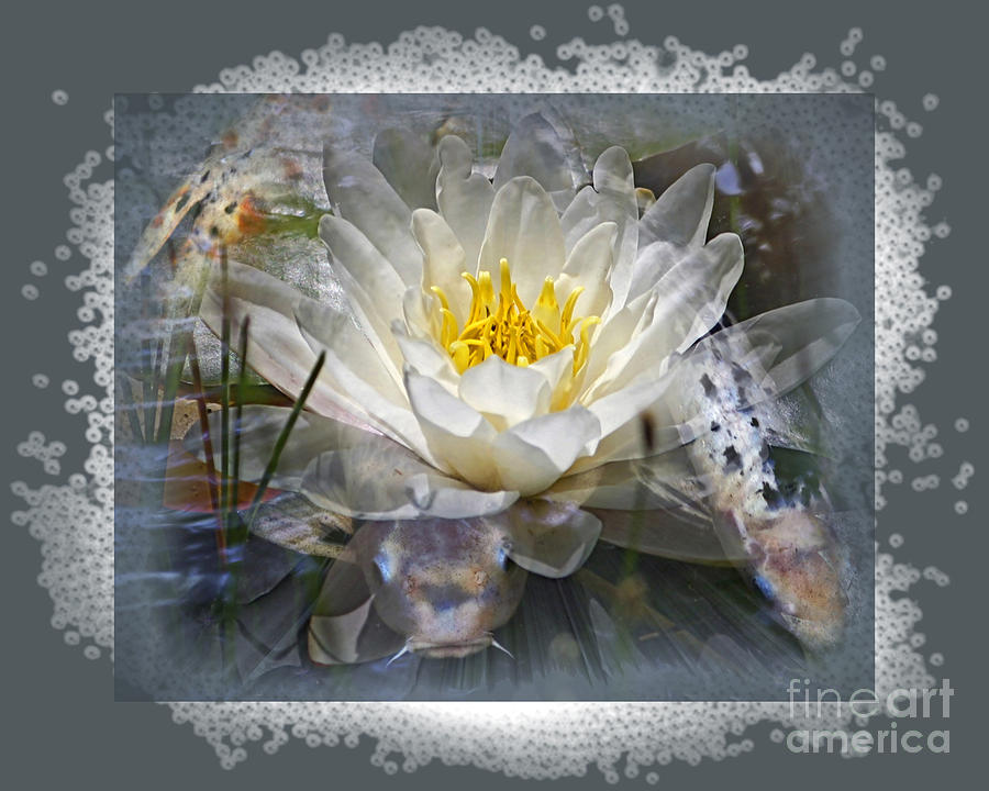 Koi Photograph - Very Koi by Chuck Brittenham Koi Photograph - Very Koi by Chuck Brittenham
