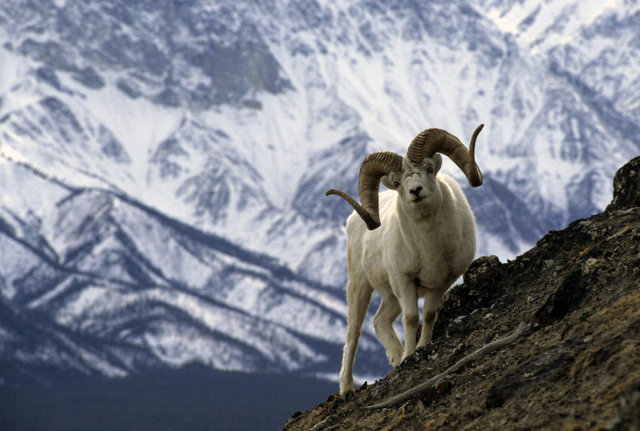 giant cuddly sheep