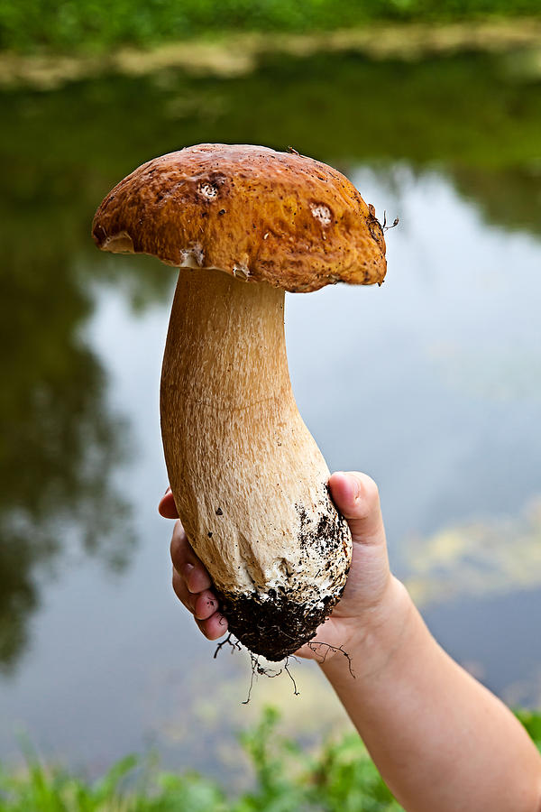 Very Large White Mushroom Evgeny Parushin 