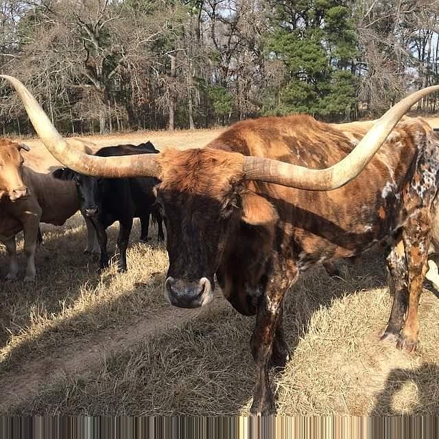 Very Long Photograph by Cindy Riley - Fine Art America