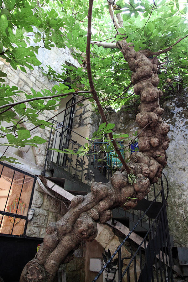 Old Fig Tree in a courtyard Photograph by Yoel Koskas - Pixels