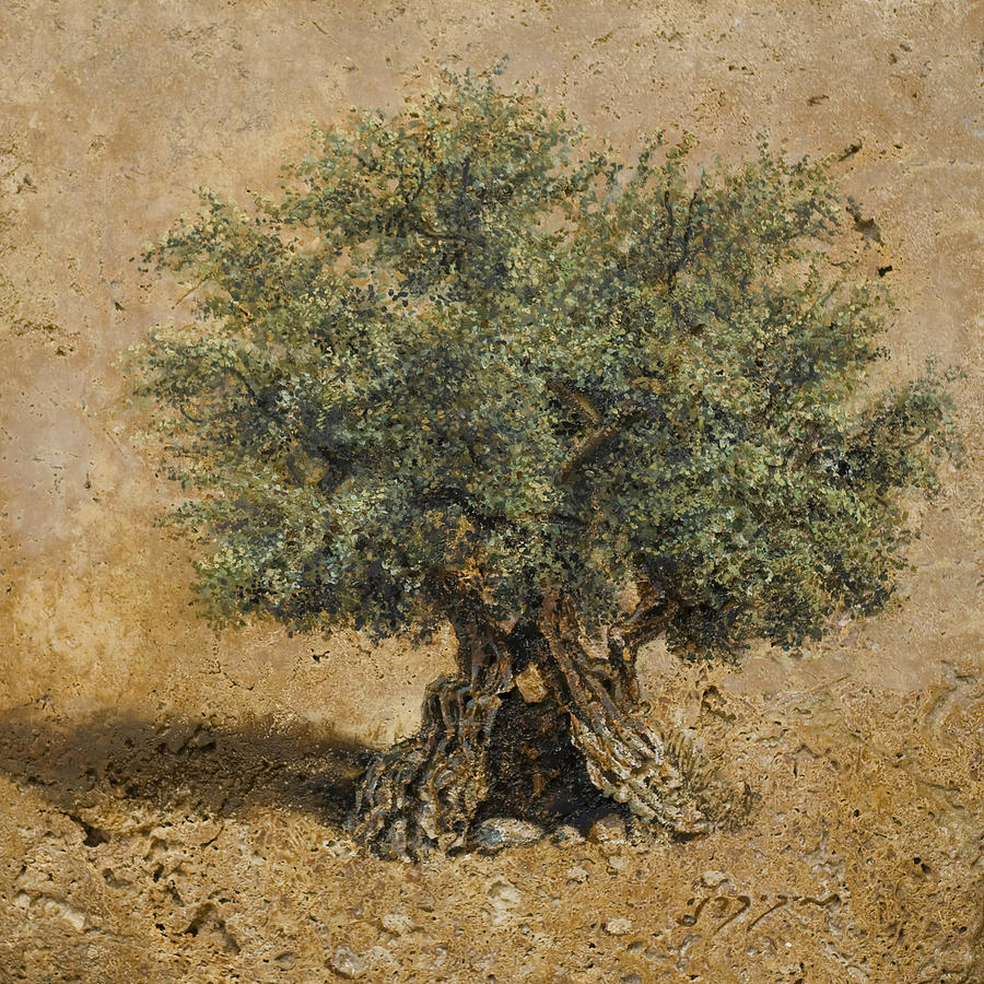 Very old olive tree Painting by Miki Karni