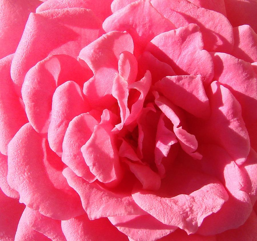 Very Pink Mini Photograph by Liz Vernand