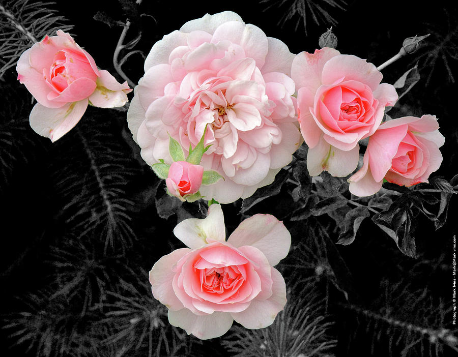 Very Pink Roses Photograph by Mark Ivins