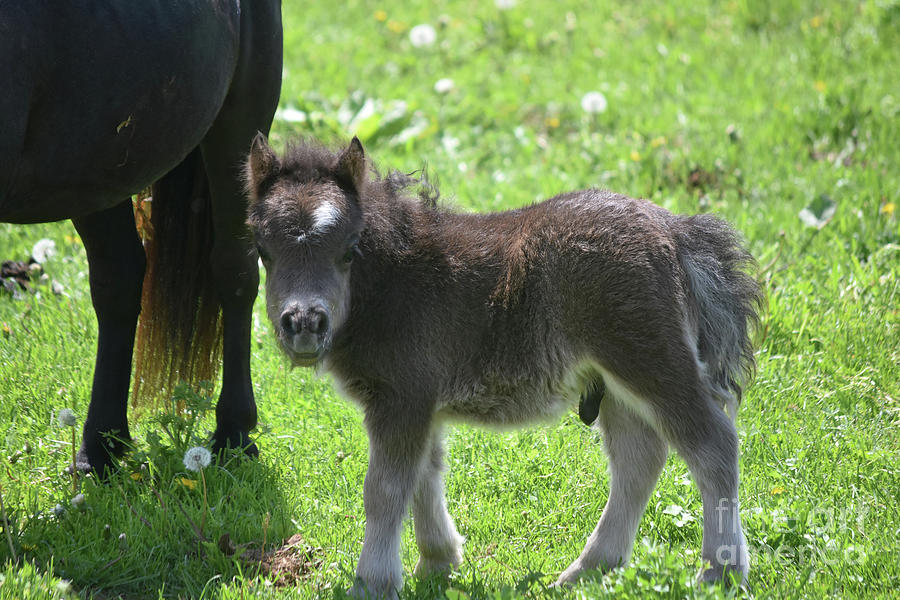 newborn mini horse