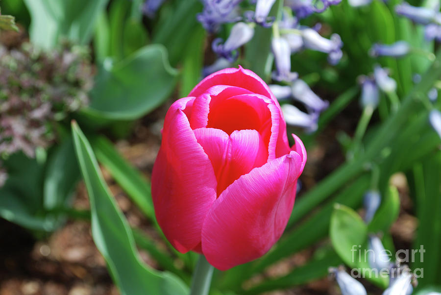 Very Pretty Blooming Pink Tulip Flower Blossom Photograph by DejaVu Designs