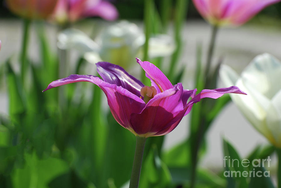 Very Pretty Blooming Purple Tulip with Spikey Petals Photograph by DejaVu Designs