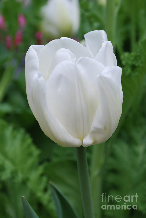 Very Pretty Blooming White Tulip in a Garden Photograph by DejaVu Designs