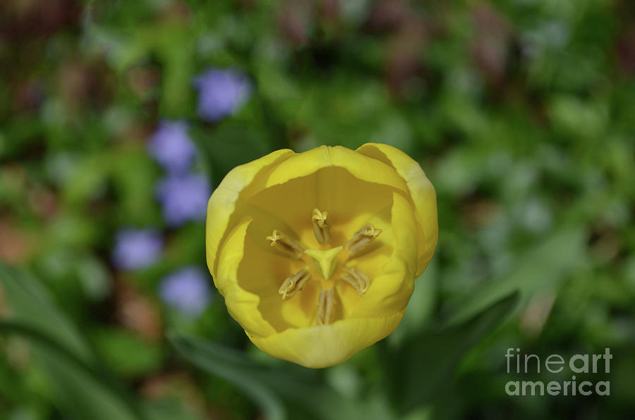 Very Pretty Blooming Yellow Tulip in Late Spring Photograph by DejaVu Designs