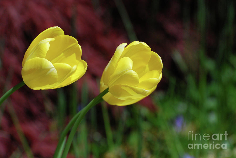 Very Pretty Blooming Yellow Tulips in the Spring Photograph by DejaVu Designs
