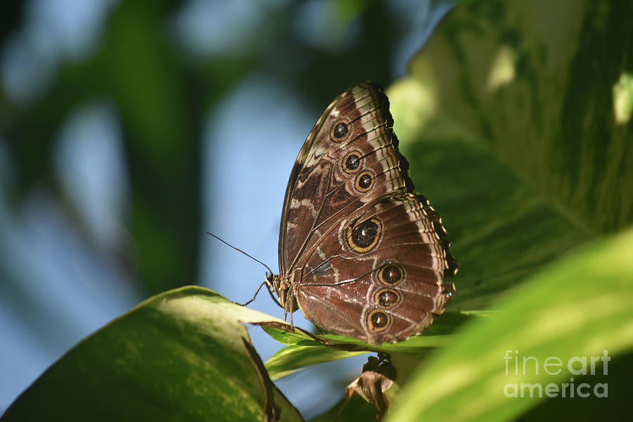 Very Pretty Blue Morpho Butterfly with Wings Closed Photograph by ...
