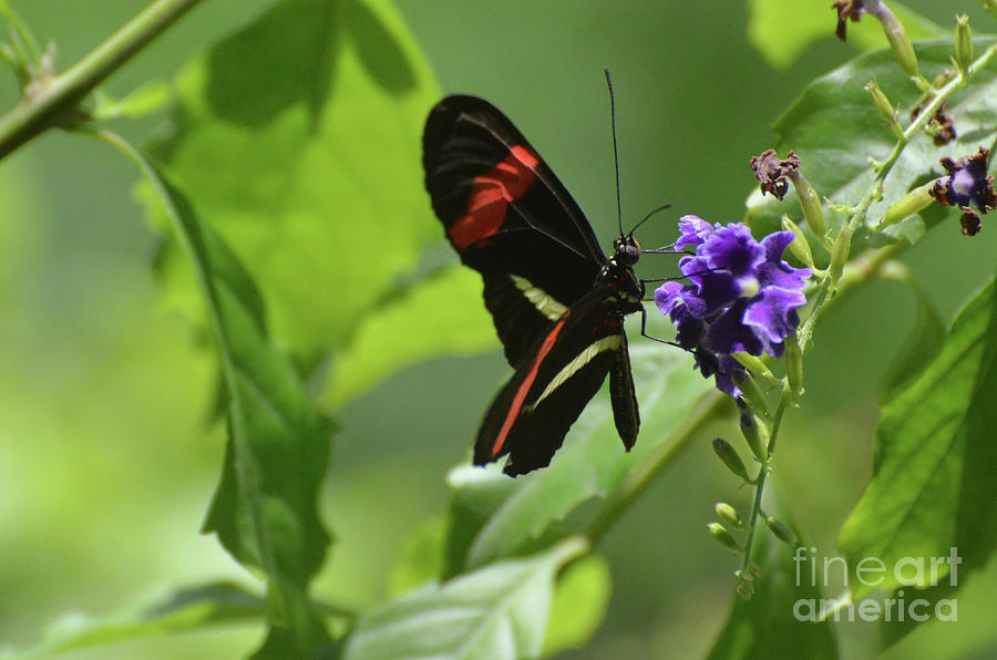 Very Pretty Bright Postman Butterfly in a Garden Photograph by DejaVu Designs