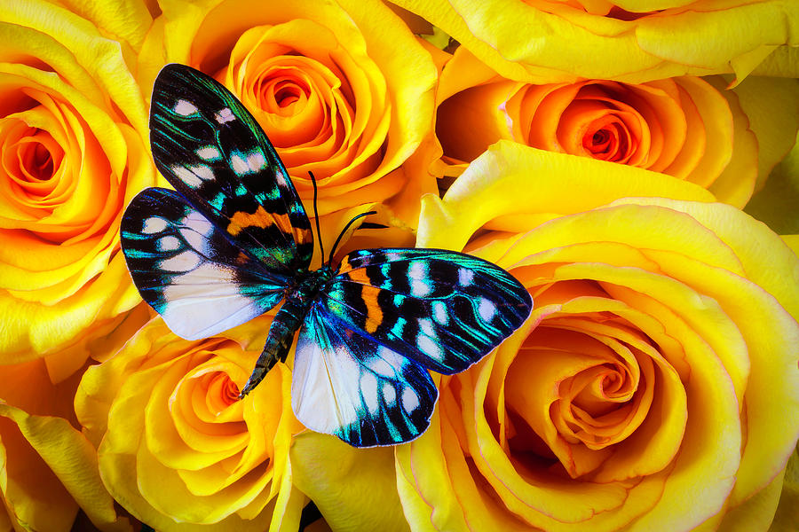 Very Pretty Butterfly Photograph by Garry Gay