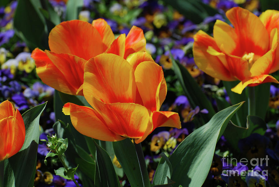 Very Pretty Colorful Yellow and Red Striped Tulip Photograph by DejaVu Designs