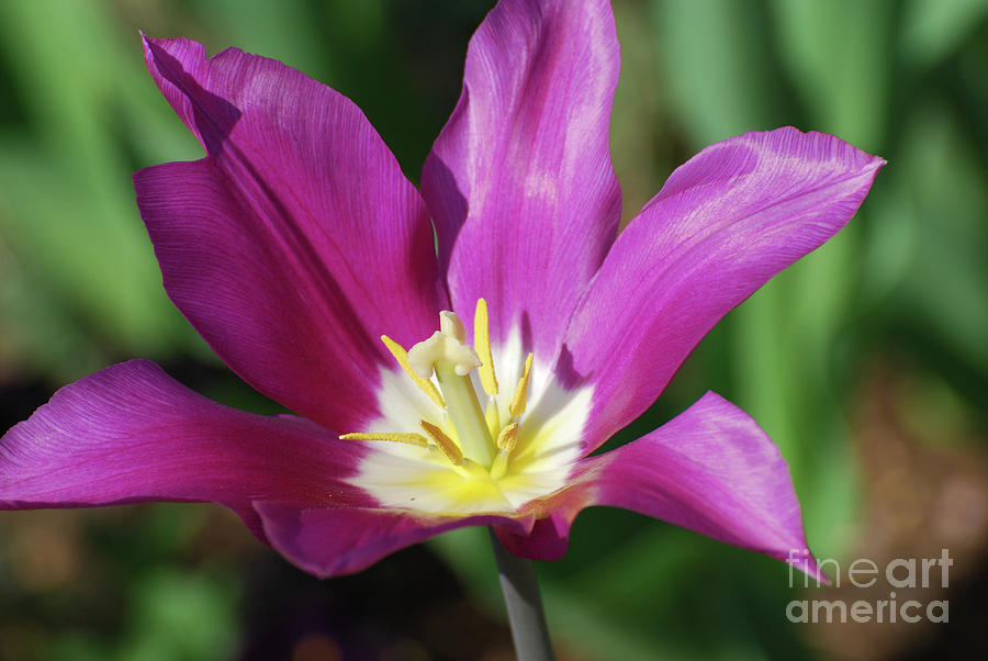 Very Pretty Dark Pink Blooming Tulip with Yellow in the Center Photograph by DejaVu Designs