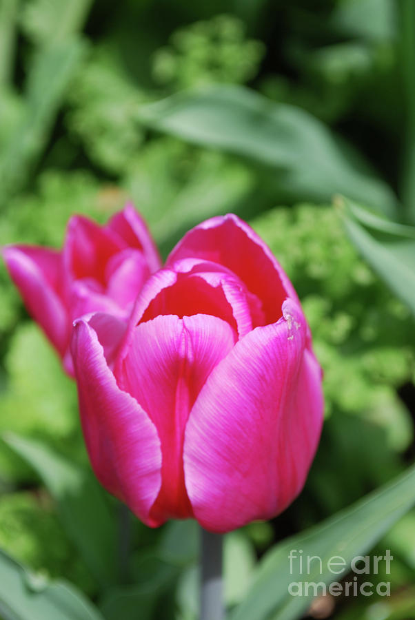 Very Pretty Dark Pink Tulip Flower Blossom Photograph by DejaVu Designs