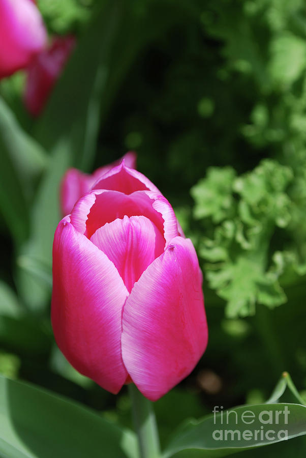 Very Pretty Flowering Dark Pink Single Tulip Photograph by DejaVu Designs