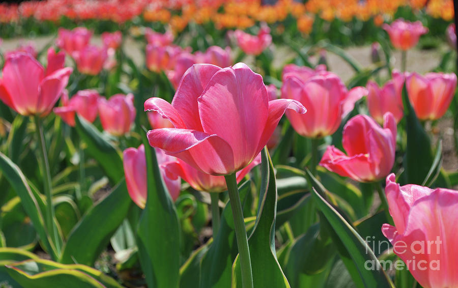 Very Pretty Flowering Pink Tulips in a Field Photograph by DejaVu Designs